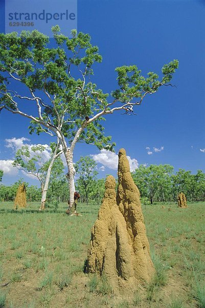 hoch  oben  Kathedrale  groß  großes  großer  große  großen  Termitenhügel  Australien  Ende  Northern Territory