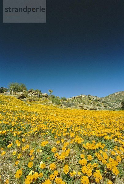 Südliches Afrika  Südafrika  Springbock  Antidorcas marsupialis  Namaqualand