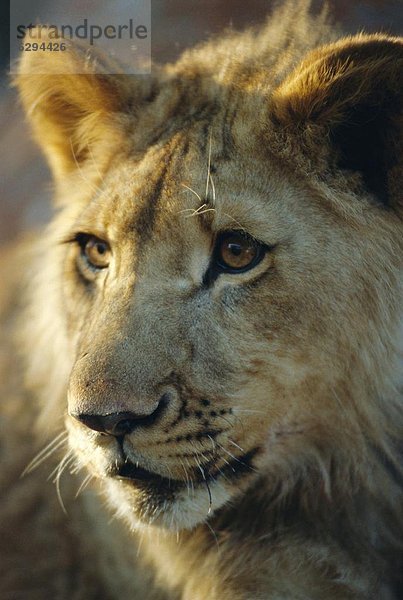 Löwenjunges  Zimbabwe