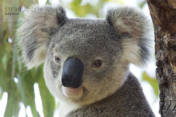 Koala  Phascolarctus cinereus  Australien  Magnetic Island  Queensland