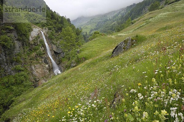 Almwiese  Venter Tal in der Nähe von Vent  Ötztal  Tirol  Österreich  Europa