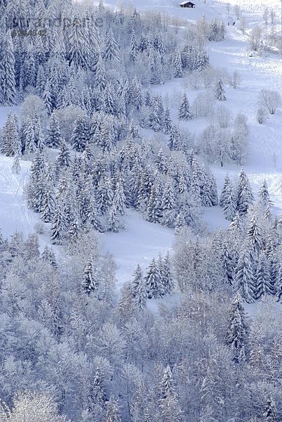 Frankreich  Winter  französisch  Baum  Alpen