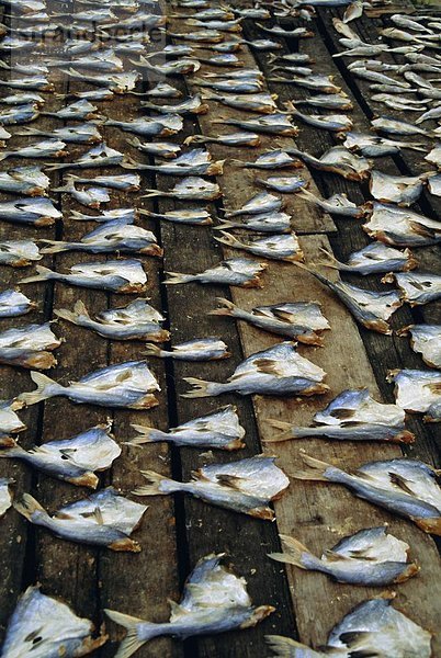 Fisch  Pisces  trocken  links  Malaysia  Sonne
