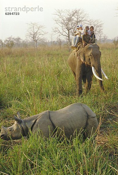 Tourist  Elefant  Chitwan-Nationalpark  Nepal