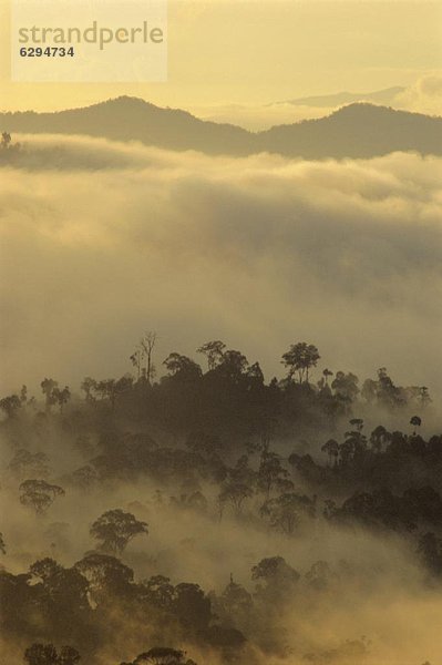 Baum  Silhouette  Beleuchtung  Licht  Morgendämmerung  Malaysia  Regenwald  Sabah