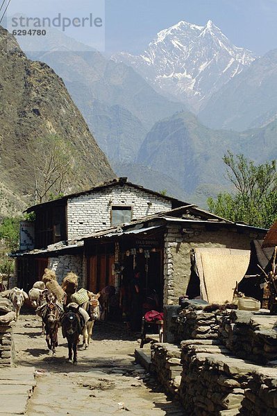 Weg Straße Tier Dorf Richtung Himalaya Nepal