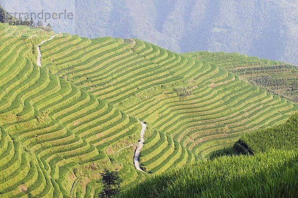 Drachen Backbone Reis Terrassen  Longsheng  Provinz Guangxi  China  Asien