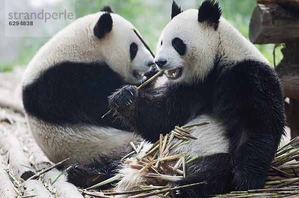 Bambus  essen  essend  isst  China  Sichuan  Asien  Chengdu  Panda