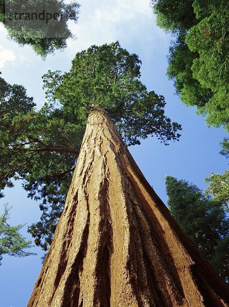 Vereinigte Staaten von Amerika  USA  Baum  Sequoia  Yosemite Nationalpark  Kalifornien  Hain