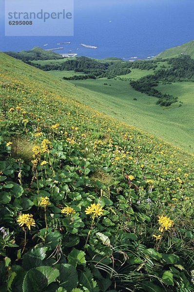 Berg  Blume  Küste  Insel  Hokkaido  Japan