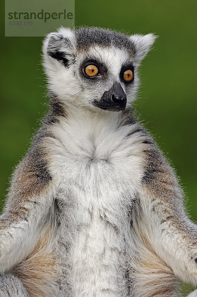 Katta (Lemur catta)  Vorkommen auf Madagaskar  Afrika  captive  Deutschland  Europa
