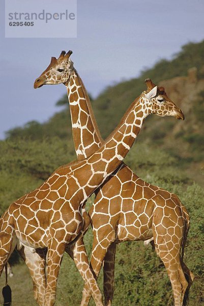 Giraffe  Giraffa camelopardalis  Afrika  Kenia