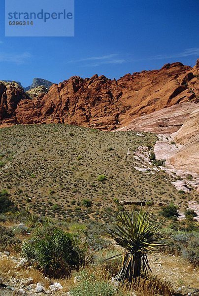 Vereinigte Staaten von Amerika  USA  Wüste  Nevada  Las Vegas  Red Rock Canyon State Park   Kalifornien  Mojave-Wüste