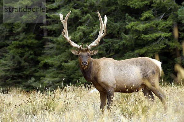 Vereinigte Staaten von Amerika  USA  Nordamerika  Wapitihirsch  Cervus canadensis  Oregon