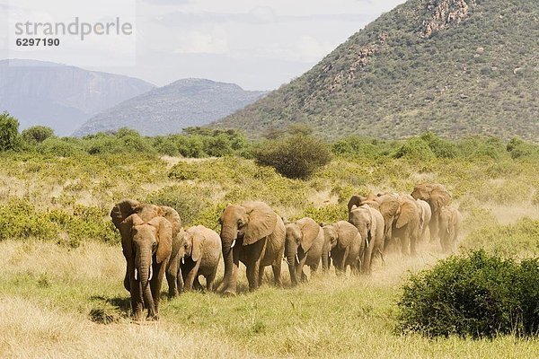 Ostafrika  Elefant  Afrika  Kenia  Linie