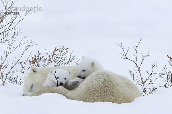 Eisbär  Ursus maritimus  Kanada  Manitoba