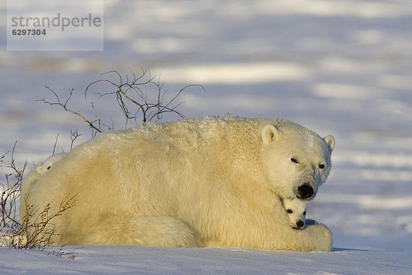 Eisbär  Ursus maritimus  Kanada  Manitoba