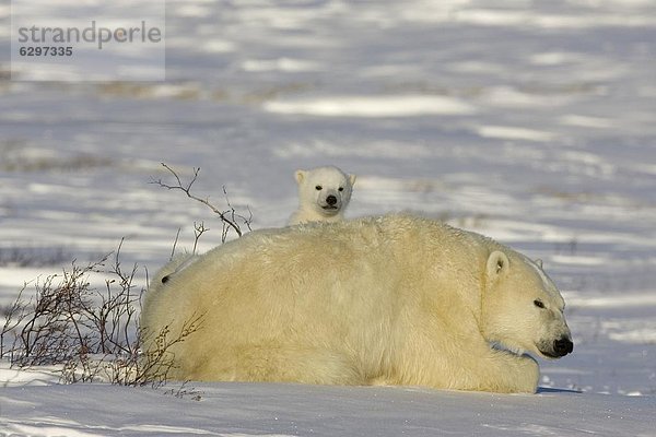 Eisbär  Ursus maritimus  Kanada  Manitoba