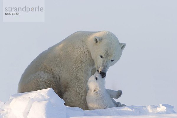 Eisbär  Ursus maritimus  Kanada  Manitoba