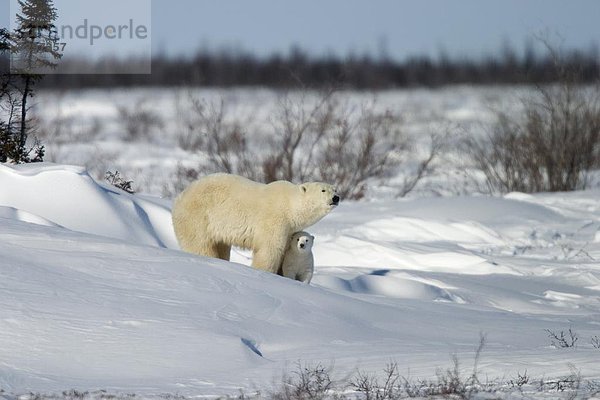 Eisbär  Ursus maritimus  Kanada  Manitoba