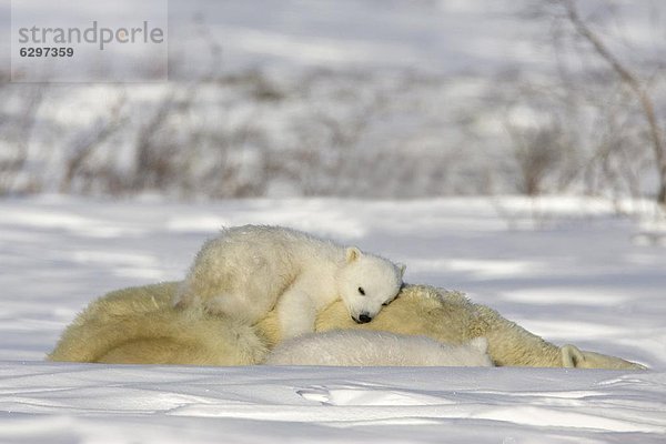 Eisbär  Ursus maritimus  Kanada  Manitoba