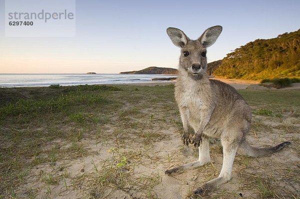 Östliches Graues Riesenkänguru Macropus giganteus Australien New South Wales Steinstrand