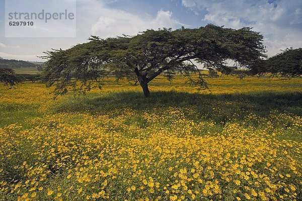 nahe  Berg  Blume  Baum  gelb  Regen  blühen  Akazie  Afrika  Äthiopien  Highlands