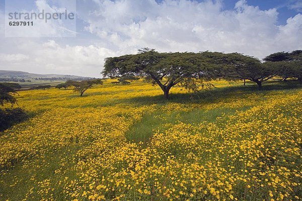 nahe  Berg  Blume  Baum  gelb  Regen  blühen  Akazie  Afrika  Äthiopien  Highlands