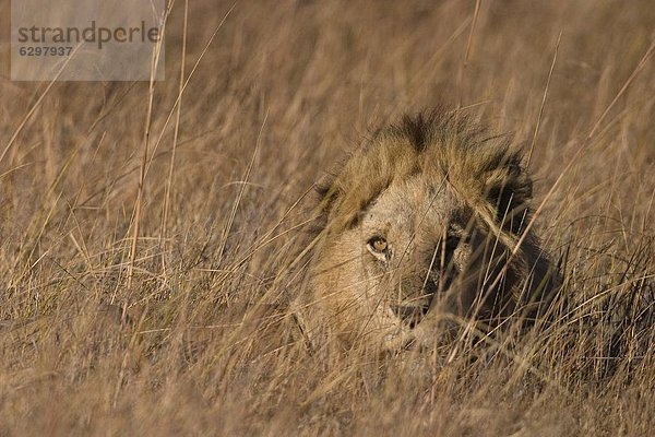 Löwe  Panthera Leo  Moremi Wildlife Reserve  Botswana  Afrika