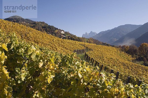 Europa  Weinberg  Dolomiten  Trentino Südtirol  Italien  val di funes