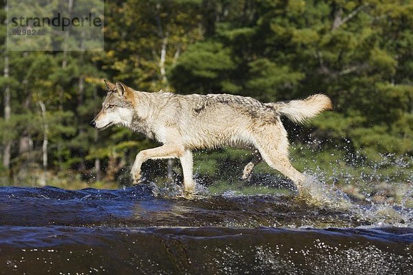 Grauwolf Canis lupus pambasileus Wasser Amerika Nordamerika Verbindung Gefangenschaft Minnesota Sandstein