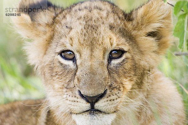 Ostafrika  Raubkatze  Löwe  Panthera leo  sehen  Blick in die Kamera  schießen  Afrika  junges Raubtier  junge Raubtiere  Kenia  Löwe - Sternzeichen
