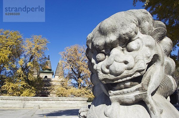 Löwe  Panthera leo  Statue  Peking  Hauptstadt  China  Asien
