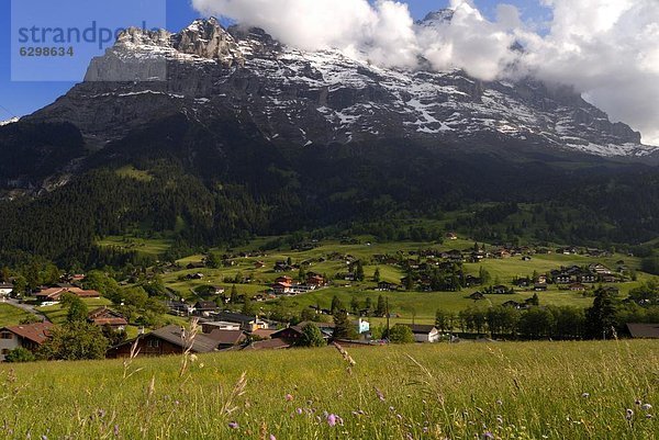 Europa Blume Berg Chalet Wiese Bern Grindelwald Schweiz