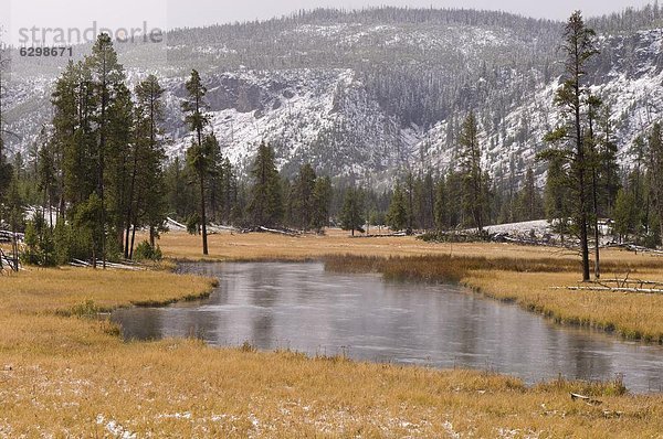 Vereinigte Staaten von Amerika  USA  Elch  Alces alces  Nordamerika  UNESCO-Welterbe  Yellowstone Nationalpark  Wyoming