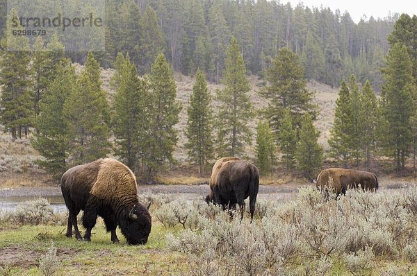 Vereinigte Staaten von Amerika  USA  Nordamerika  UNESCO-Welterbe  Yellowstone Nationalpark  Bison  Wyoming