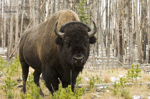 Vereinigte Staaten von Amerika  USA  Nordamerika  UNESCO-Welterbe  Yellowstone Nationalpark  Bison  Wyoming