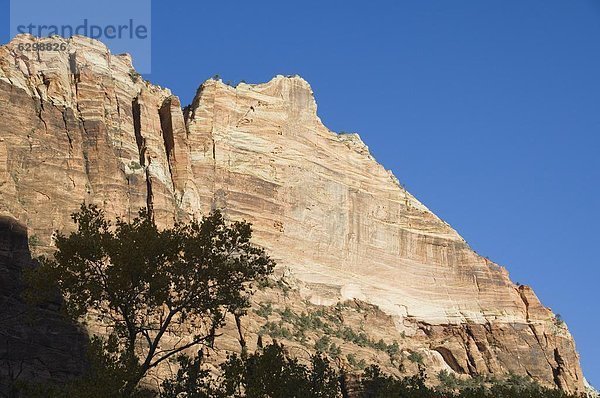 Zion Nationalpark  Utah  Vereinigte Staaten von Amerika  Nordamerika