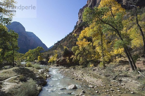 Zion Nationalpark  Utah  Vereinigte Staaten von Amerika  Nordamerika