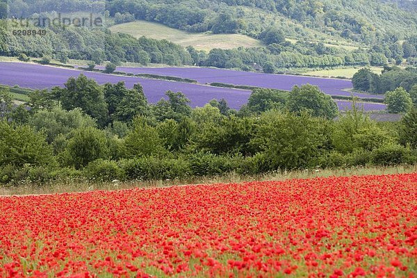 Europa  Großbritannien  England  Kent