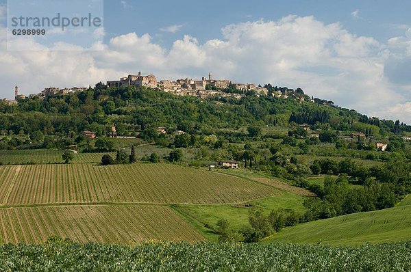 Montepulciano  Val d'Orcia  Provinz Siena  Toskana  Italien  Europa