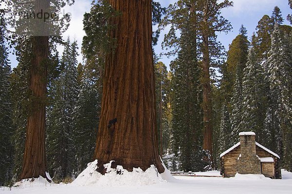 Vereinigte Staaten von Amerika USA Stein Frische Baum Schneeflocke Ziegelstein Museum Nordamerika Sequoia UNESCO-Welterbe Yosemite Nationalpark Kalifornien Hain