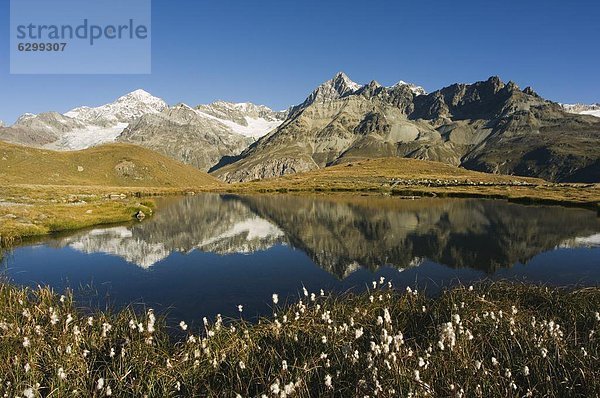 Europa  Blume  Spiegelung  Berg  See  Vollkommenheit  Paradies  Schweiz