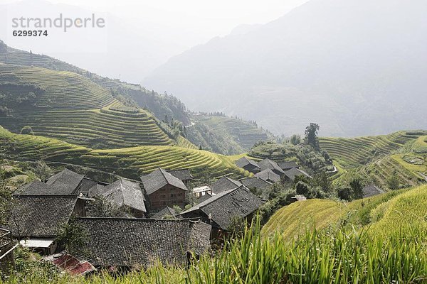 Longsheng terrassierte Reisfeldern  Guilin  Provinz Guangxi  China  Asien