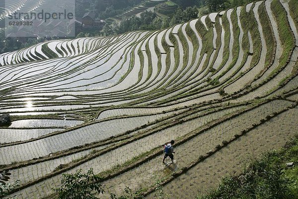 chinesisch  Bauer  China  Asien  Juni