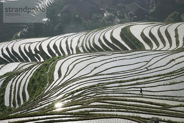 chinesisch  Bauer  China  Asien  Juni