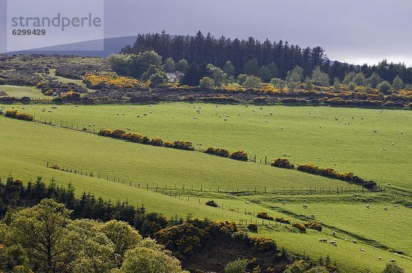 County Wicklow  Leinster  Irland (Eire)  Europa