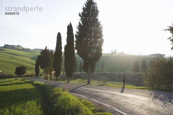 Straßen- und Zypressen in der Nähe von Pienza  Val D'Orcia  Toskana  Italien  Europa