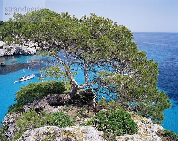 Europa Baum Meer blau Balearen Balearische Inseln Spanien