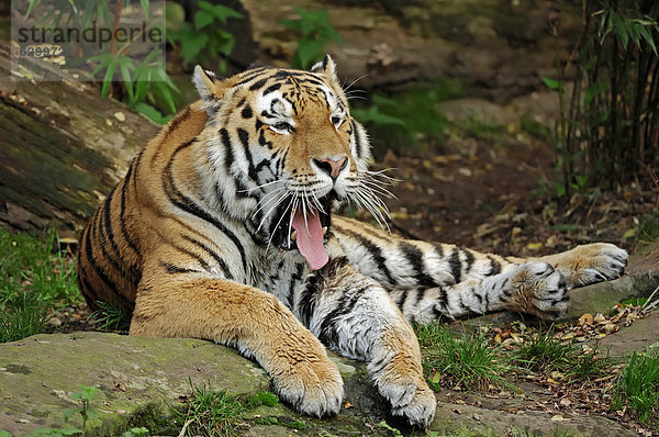 Sibirischer Tiger oder Amurtiger (Panthera tigris altaica)  gähnend  Vorkommen in Asien  captive  Niederlande  Europa